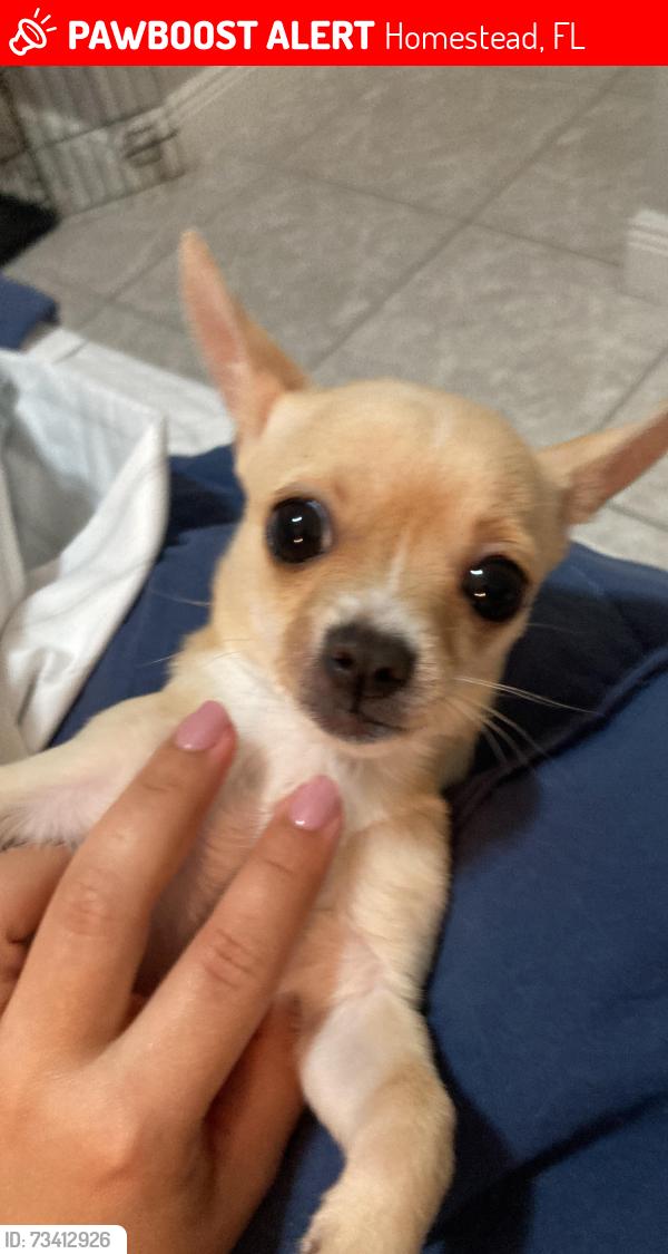 Lost Female Dog last seen Near se 32 ter hmstd Fl, 33033, Homestead, FL 33033