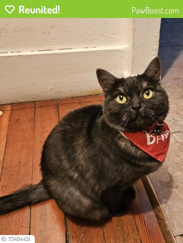 Reunited Female Cat last seen Bestor, San Jose, CA 95112