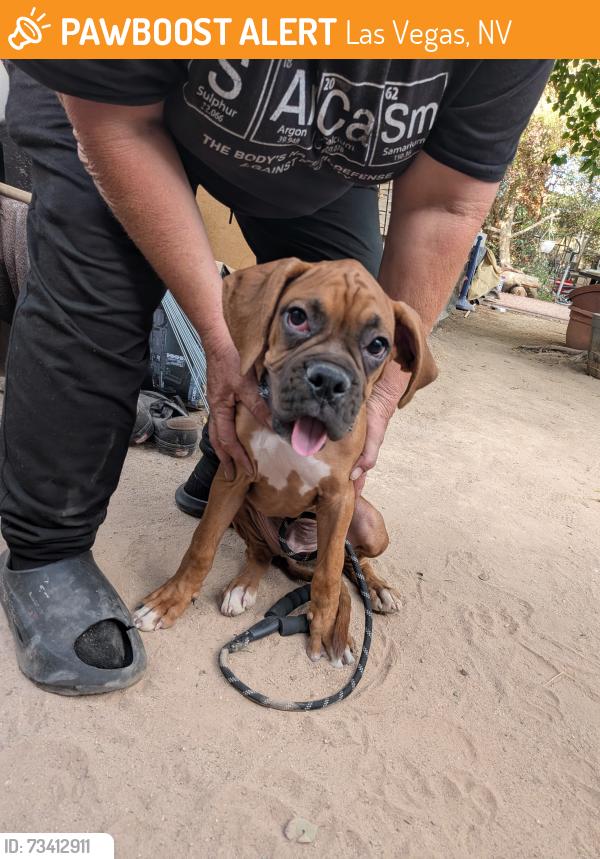 Found/Stray Male Dog last seen Nellis and Desert Inn, Las Vegas, NV 89122