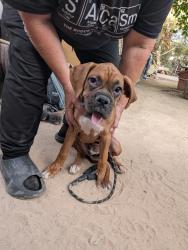 Found/Stray Male Dog last seen Nellis and Desert Inn, Las Vegas, NV 89122