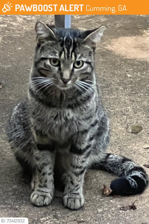 Found/Stray Unknown Cat last seen Ivey Manor Subdivision, Cumming, GA 30040