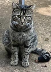 Found/Stray Unknown Cat last seen Ivey Manor Subdivision, Cumming, GA 30040