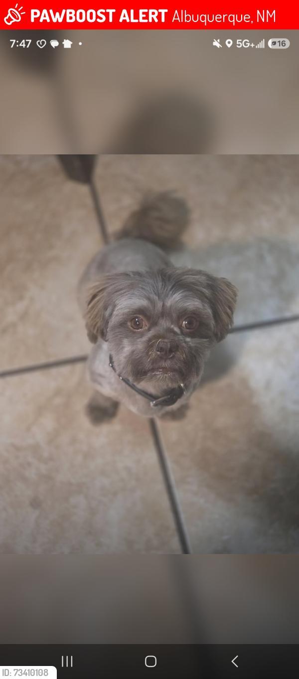 Lost Male Dog last seen Pear dr and san Ignacio, Albuquerque, NM 87105