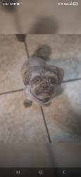 Lost Male Dog last seen Pear dr and san Ignacio, Albuquerque, NM 87105