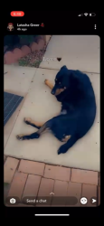 Lost Male Dog last seen SOUTHERN AVE AND 44TH PLACE, Phoenix, AZ 85040