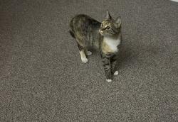Found/Stray Female Cat last seen Vineville Ave, Macon, GA 31204