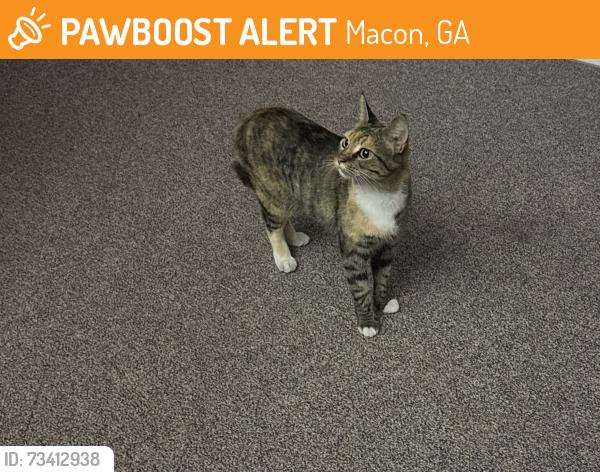 Found/Stray Female Cat last seen Vineville Ave, Macon, GA 31204