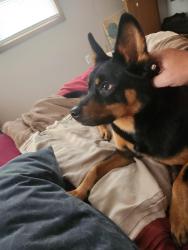 Reunited Male Dog last seen Farmington and hillside dr, Jacobus, PA 17407