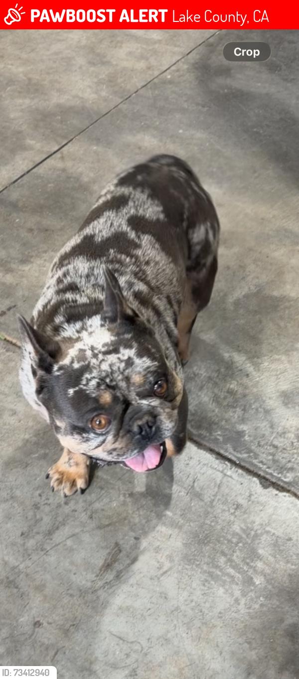 Lost Male Dog last seen Hopland rez, Lake County, CA 95453