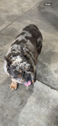 Lost Male Dog last seen Hopland rez, Lake County, CA 95453