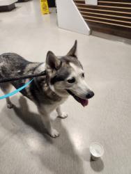 Reunited Female Dog last seen 37th ave & Bethany Home Rd., Phoenix, AZ 85019