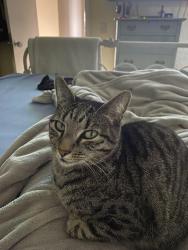 Reunited Female Cat last seen Cooper lane in Irby park tract, Huntington Beach, CA 92647