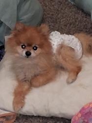 Lost Male Dog last seen Challenger Way and J5 Lancaster Ca 93535, Lancaster, CA 93535