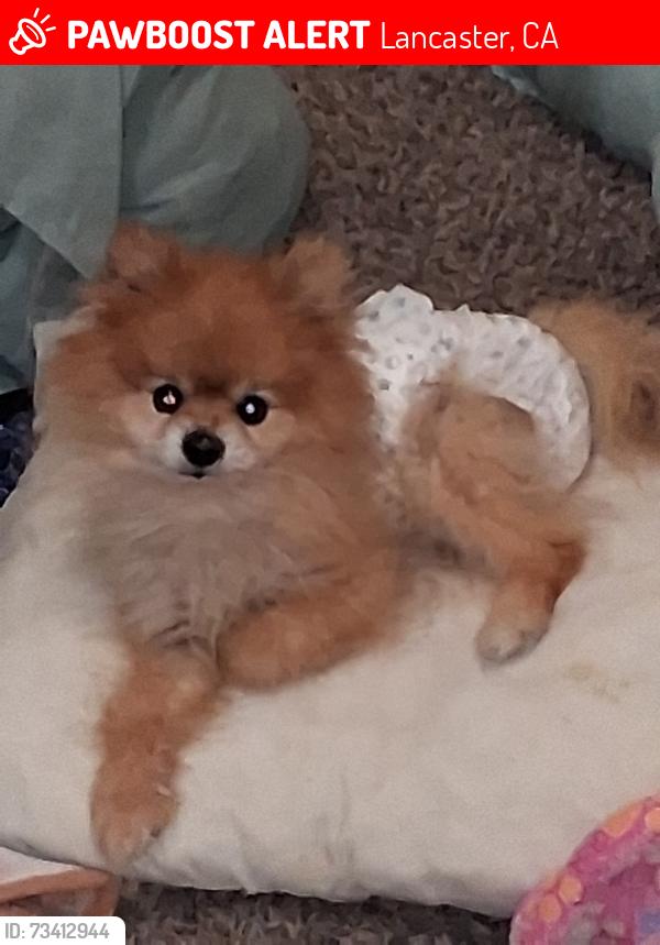 Lost Male Dog last seen Challenger Way and J5 Lancaster Ca 93535, Lancaster, CA 93535