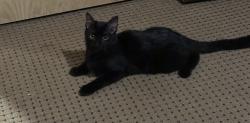 Lost Female Cat last seen Unity Street, Oak Grove, MN 55005