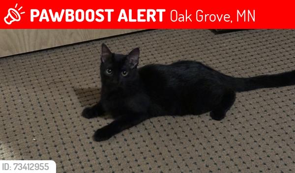 Lost Female Cat last seen Unity Street, Oak Grove, MN 55005