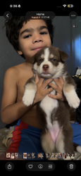 Lost Female Dog last seen Cedar and Tulare, Morton, IL 61550