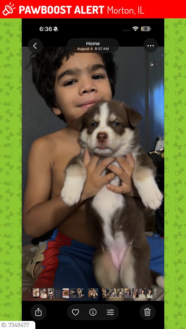 Lost Female Dog last seen Cedar and Tulare, Morton, IL 61550