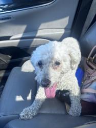 Found/Stray Female Dog last seen Decatur, Decatur, AR 72722