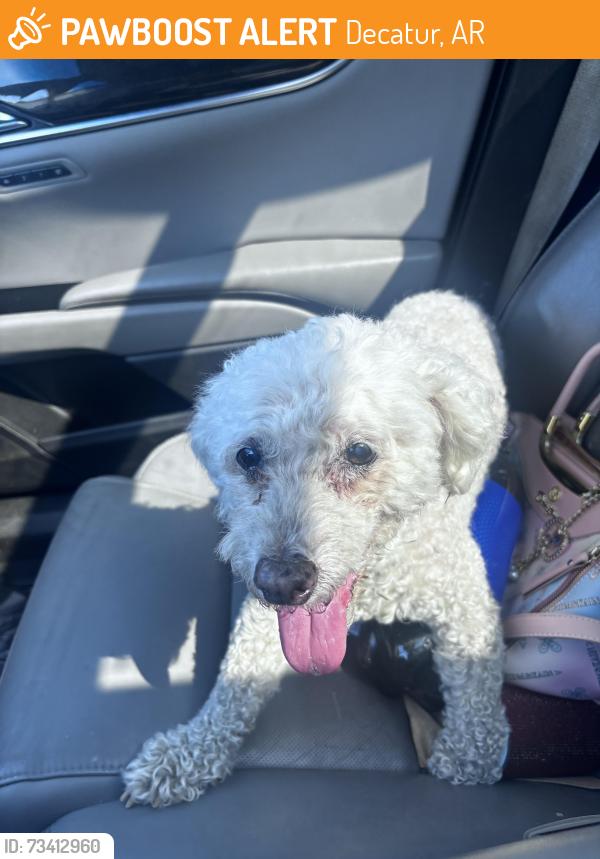 Found/Stray Female Dog last seen Decatur, Decatur, AR 72722