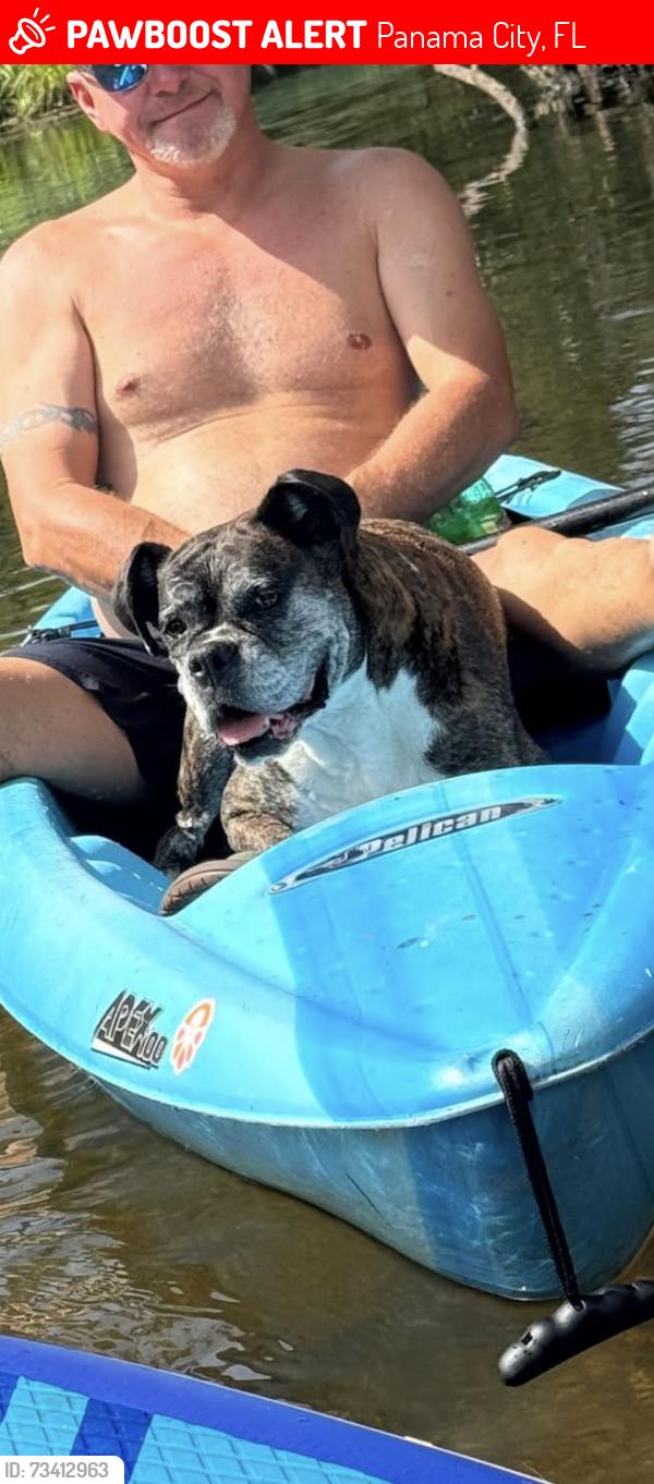 Lost Female Dog last seen East Ave, Panama City, FL 32401