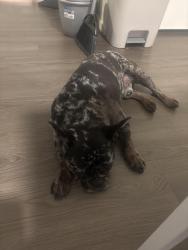 Reunited Male Dog last seen Alameda and century, Florence-Graham, CA 90002
