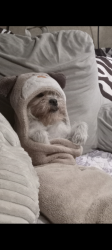 Lost Female Dog last seen Bernalillo, Bernalillo, NM 87043