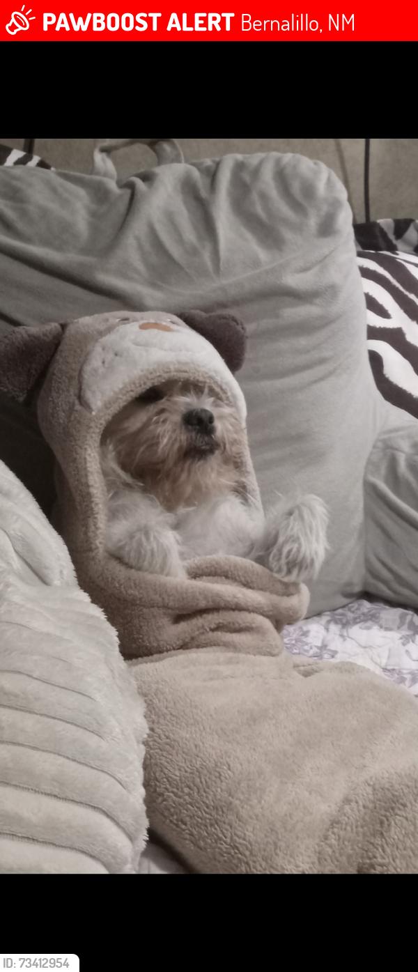 Lost Female Dog last seen Bernalillo, Bernalillo, NM 87043