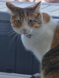 Reunited Female Cat last seen Rancho De Napa, Yountville, CA 94599
