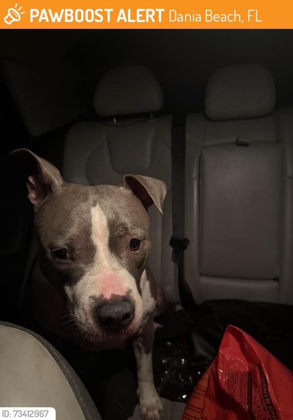Found/Stray Female Dog last seen Nw 13th ave Dania beach, Dania Beach, FL 33004