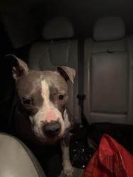 Found/Stray Female Dog last seen Nw 13th ave Dania beach, Dania Beach, FL 33004