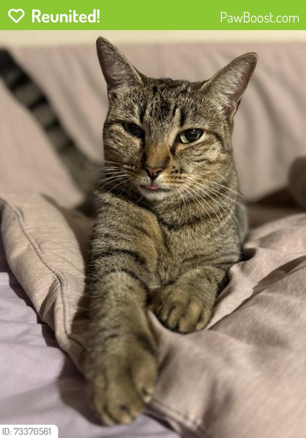 Reunited Female Cat last seen 30th Avenue N & 30th Street N, St. Petersburg, FL 33713