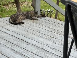 Lost Male Cat last seen Washington Dr, Watchung, NJ 07069