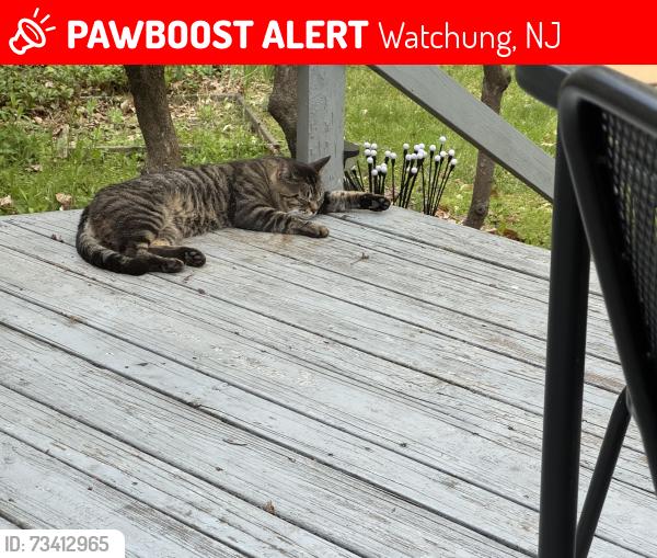 Lost Male Cat last seen Washington Dr, Watchung, NJ 07069