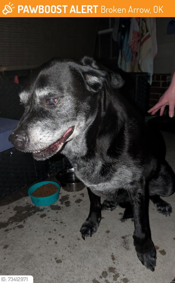 Found/Stray Male Dog last seen 51st between Lynn Lane and County Line RD BA, Broken Arrow, OK 74012