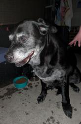 Found/Stray Male Dog last seen 51st between Lynn Lane and County Line RD BA, Broken Arrow, OK 74012