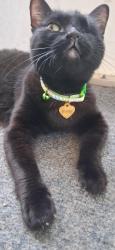 Lost Female Cat last seen Peronneau and hampton, Spartanburg, SC 29306