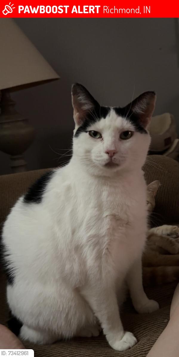 Lost Male Cat last seen Nw L st, Richmond, IN 47374