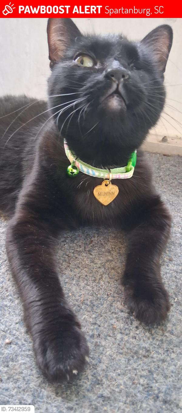 Lost Female Cat last seen Peronneau and hampton, Spartanburg, SC 29306
