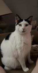 Lost Male Cat last seen Nw L st, Richmond, IN 47374