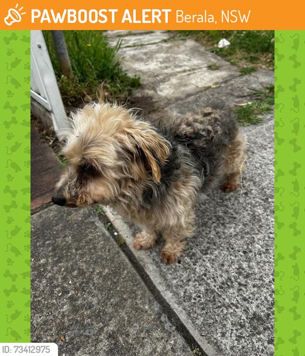 Found/Stray Male Dog last seen Graham Street, Berala, NSW 2141