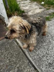 Found/Stray Male Dog last seen Graham Street, Berala, NSW 2141