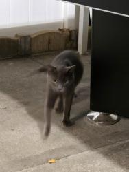 Reunited Unknown Cat last seen Lefferts blvd, Queens, NY 11420