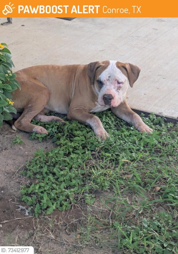 Found/Stray Male Dog last seen Montgomery county mental health treatment facility, Conroe, TX 77301
