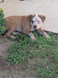Found/Stray Male Dog last seen Montgomery county mental health treatment facility, Conroe, TX 77301