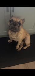 Reunited Male Dog last seen Lander, Turlock, CA 95380
