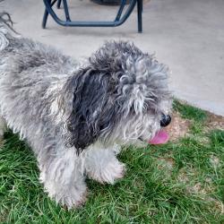 Found/Stray Unknown Dog last seen Lake Lowell Ave. and State St., Nampa, ID 83651