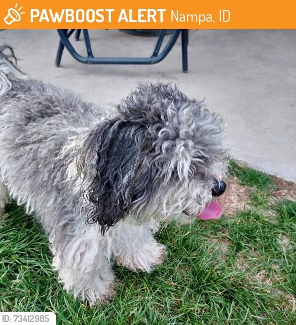 Found/Stray Unknown Dog last seen Lake Lowell Ave. and State St., Nampa, ID 83651