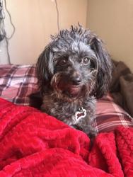 Lost Female Dog last seen Near S Main St Los Angeles, CA 90037 United States, Los Angeles, CA 90037