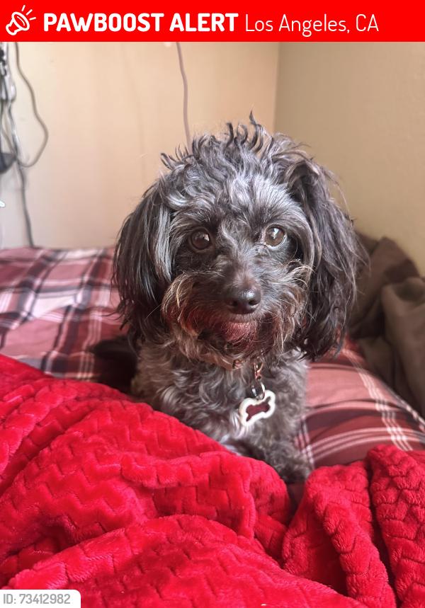 Lost Female Dog last seen Near S Main St Los Angeles, CA 90037 United States, Los Angeles, CA 90037